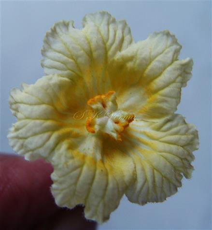  Male Flower